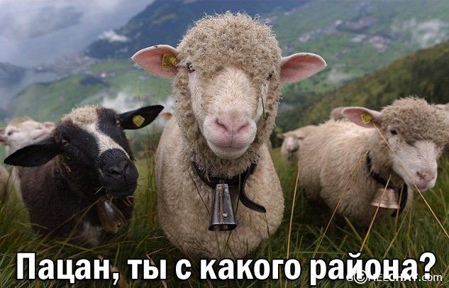 Даг приколы картинках