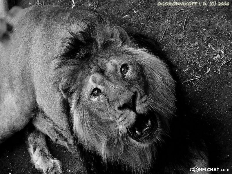 Свирепый любовь. Взгляд Льва без сострадания. Свирепый Лев картинки. Борец свирепый. Молодой Лев взгляд.