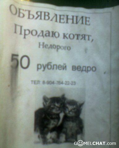 Красивое Объявление О Продаже Котят