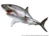 shark