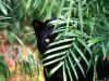 panther