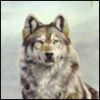 wolfr@m