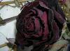 buryed_alive