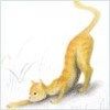 red_cat