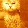 red_cat