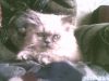 persik