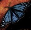 night_butterfly