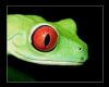 froggy
