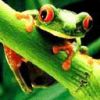 froggy