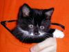 ermac