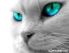 hasteh_@
