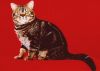 skorpion