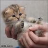 chaton