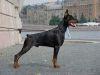 dobermann-