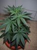 shket-