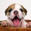 pussydoggerl