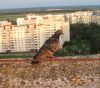 karitsa