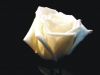 sakirka