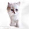 kiska_666