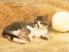 kisa@