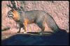 grayfox