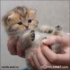 crying_soul
