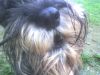 good-natured_dog
