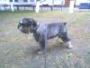 good-natured_dog