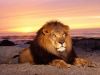 lion03