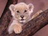 lion03
