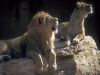 lion03
