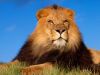 lion03