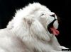 lion03