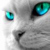 halinka