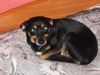 judit