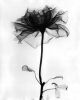 dead_rose