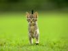 nikole