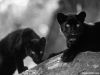panter@