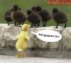 svobod@