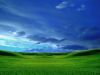 celeron