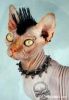 punk_not_dead