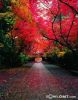 reddelicious