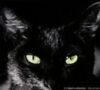 chernaya_koshk@