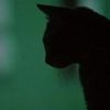 chernaya_koshk@