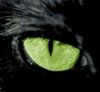 chernaya_koshk@