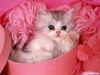 koshka777