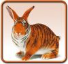 tigerik
