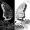 baterfly
