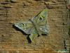 baterfly