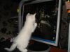 dogm@